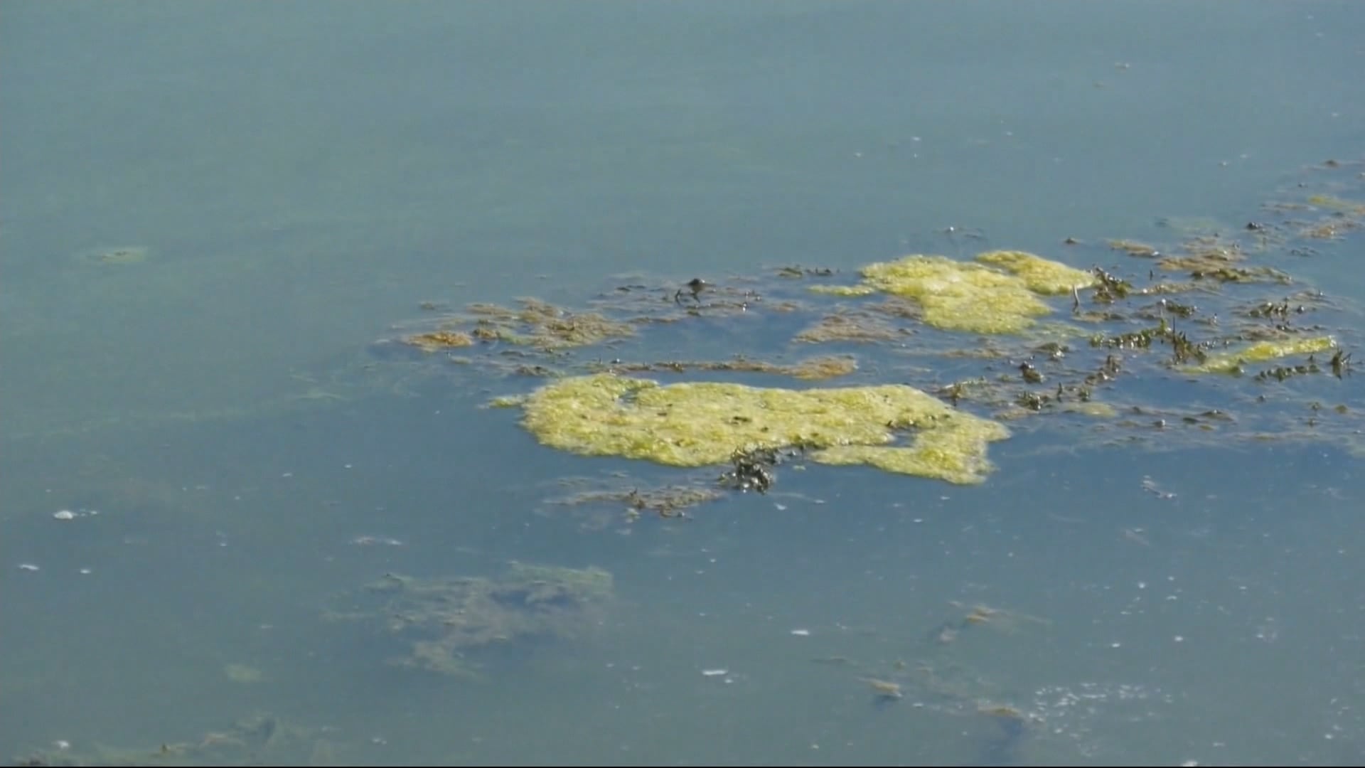 Blue-Green Algal Bloom Warning Issued for West-Central Alberta Reservoir: What You Need to Know