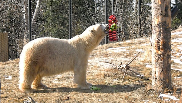 Meet Yelle, The Wilder Institute/Calgary Zoo’s new polar bear