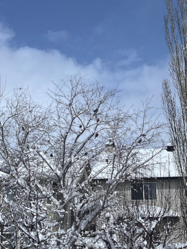 Brace for the next winter wallop, Calgary