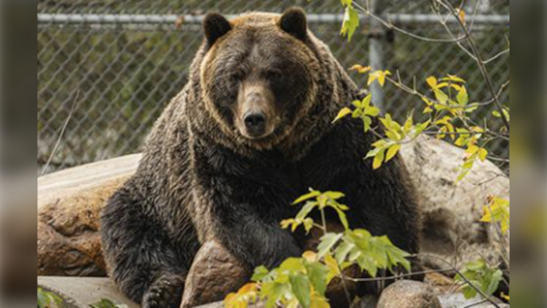 ‘Big milestone’: Saskatoon Zoo’s grizzlies turn 20