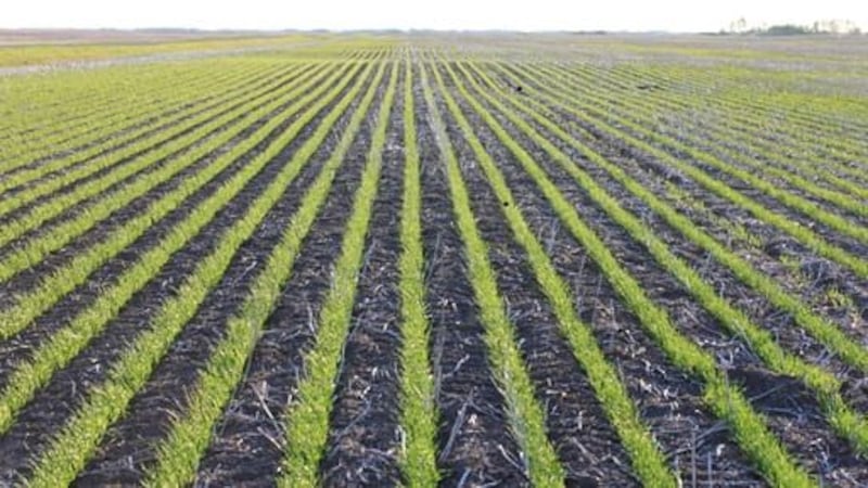 Significant rain in east central Sask. leads to flooding and some damage to crops