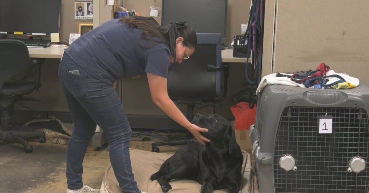 Both COPE service dogs vans stolen this week: Here's what we know