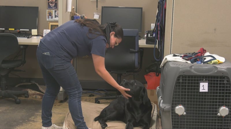 Both COPE service dogs vans stolen this week: Here’s what we know