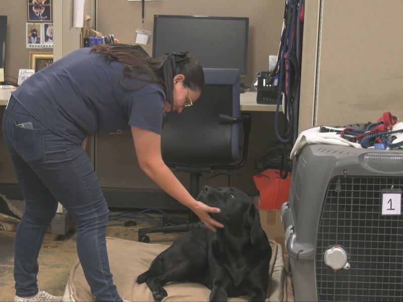 Both COPE service dogs vans stolen this week: Here’s what we know
