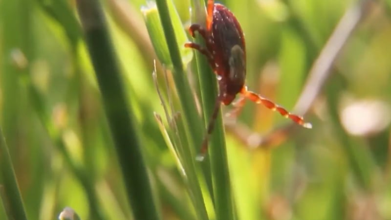 Saskatchewan experiences busy tick season