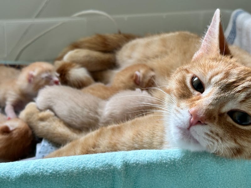 Collingwood shelter hosts a ‘shower’ for its soon-to-be-born kittens