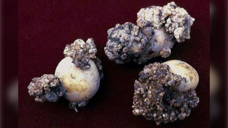 There’s a push to ban P.E.I. potatoes from the U.S. Here’s why