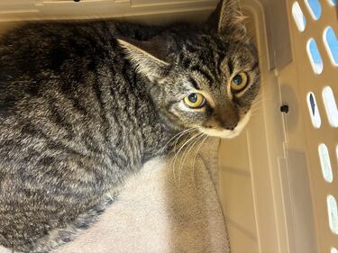 32 cats abandoned outside B.C. SPCA