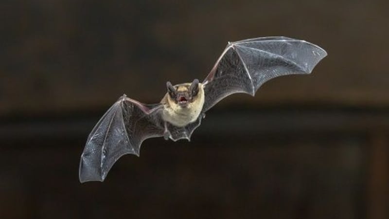 ‘Small number’ of Alberta students being treated for rabies exposure after bat encounter