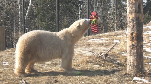 This is how a polar bear stays cool when the temperature hits 30 degrees in Calgary