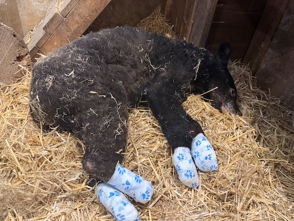 Wildlife group calls for investigation after bear cub burned in slash pile