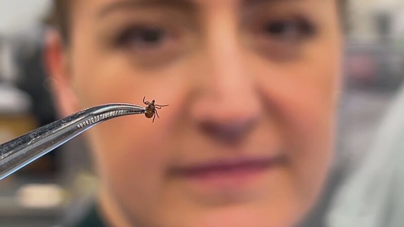 Nicoletta Faraone, an associate professor in Acadia University’s chemistry department, is pictured holding a tick.