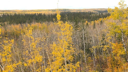 Fall colours in Calgary, as seen on Oct. 2, 2026
