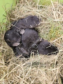 Baby river otter removal