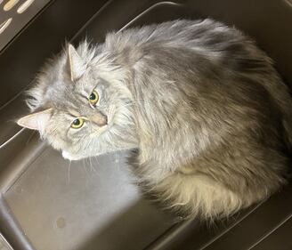 32 cats abandoned outside B.C. SPCA
