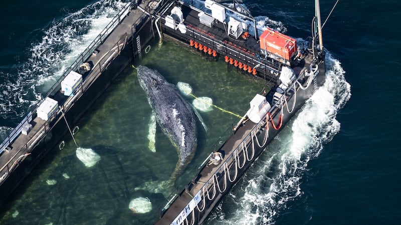 A barge carrying Timmy the humpback whale journeys to the North Sea