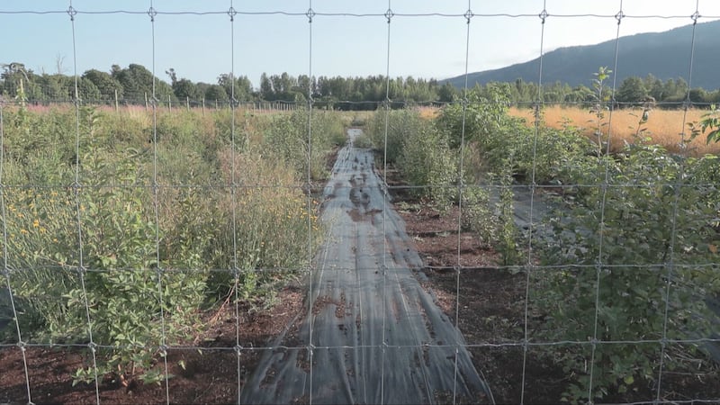 Cowichan Estuary Restoration Project receives $500K boost from province