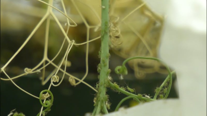 Aphids: How these tiny green insects are causing problems in Regina