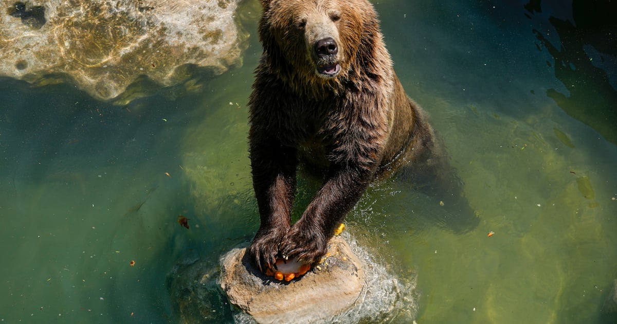Photo: ctvnews.ca An Eurasian brown bear holds on a fruit icicle on a hot day at Bioparco di Roma, in Rome, Tuesday, July 19, 2022. (AP