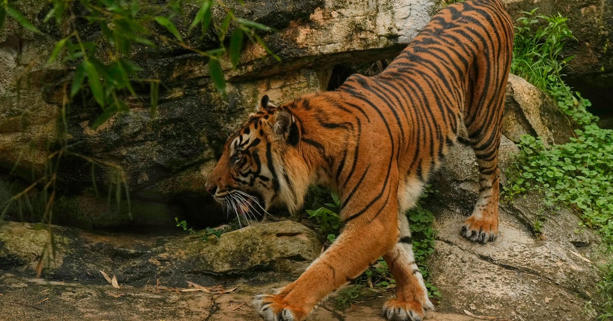 Mann nach Betreten des Geheges in Wildpark von Tiger angegriffen