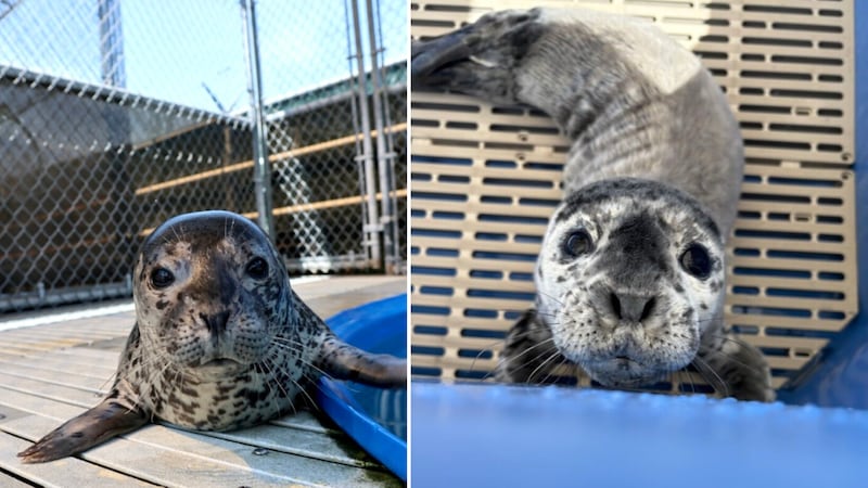 Vancouver Aquarium Marine Mammal Rescue team releases first 2 seal pups of the year