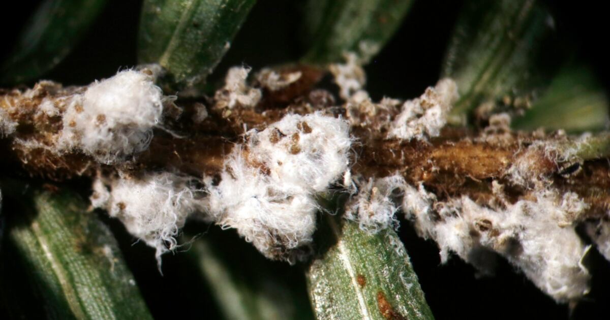 Hamlok Insect Invasive insect discovered in southern Ontario could pose risk for ...