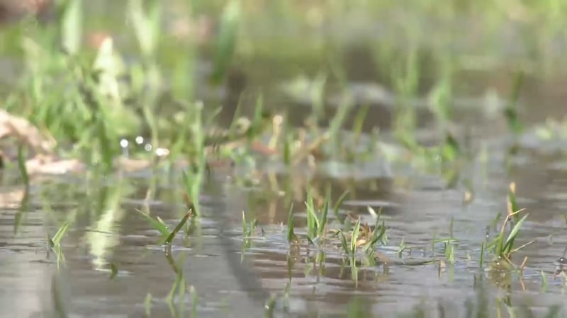 Significant rainfall for Windsor-Essex