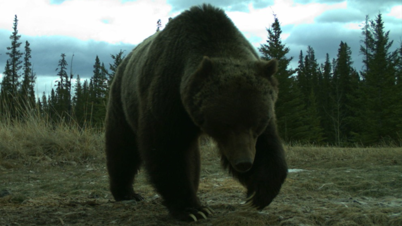 Banff’s legendary grizzly bear ‘The Boss’ removes tracking collar