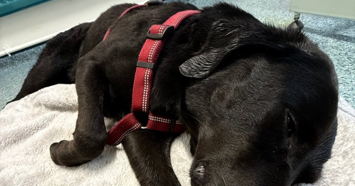 Grateful dog owner describes mountain rescue after canine apparently ...