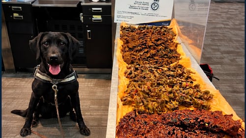 Detector dog at Pearson airport sniffs out more than 40kg of undeclared meat