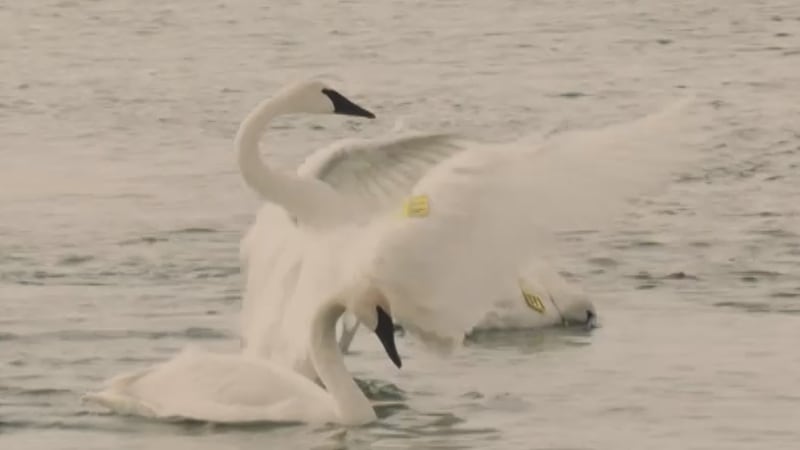 Ontario’s trumpeter swans: How preservation of the rare species continues