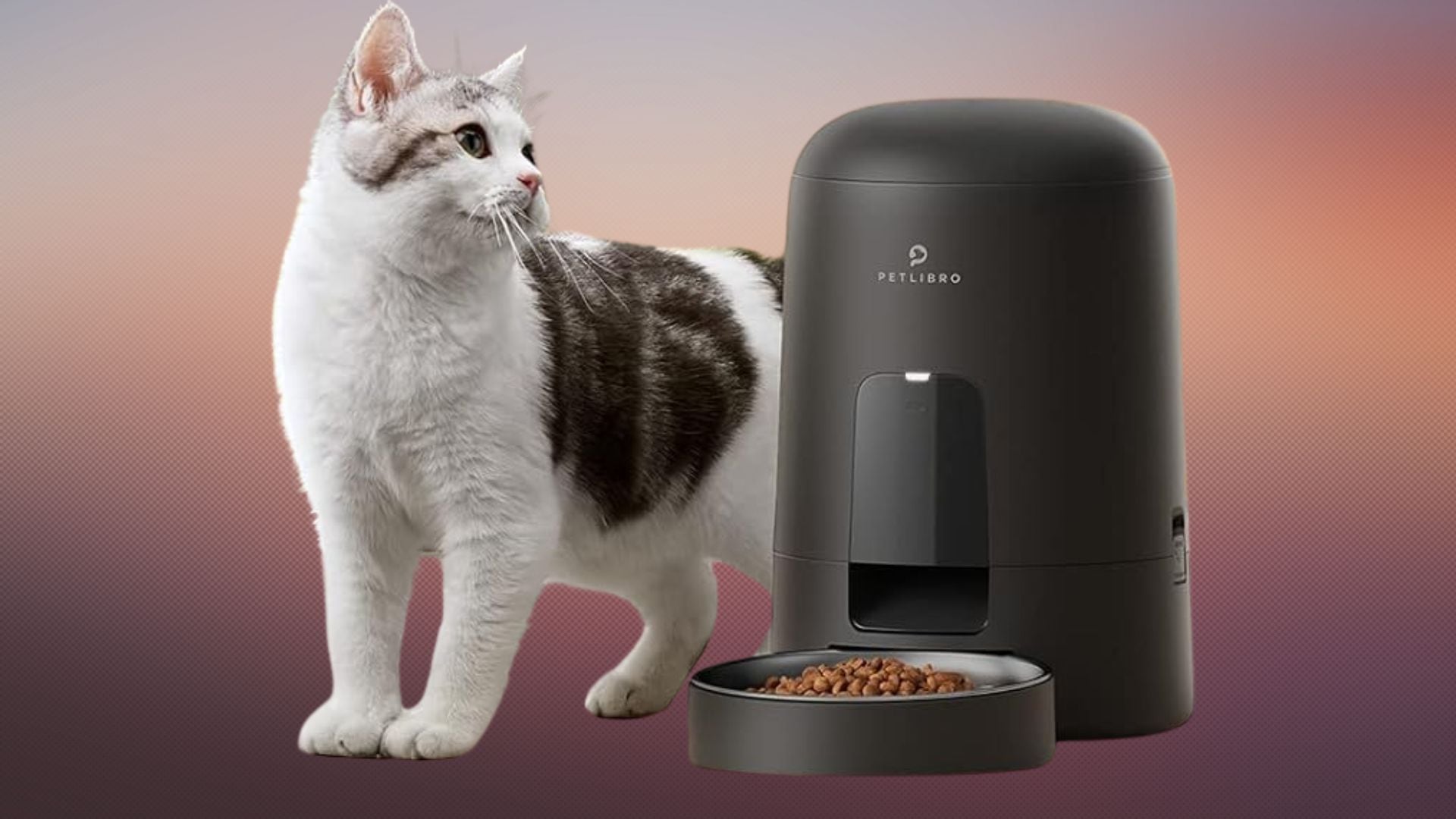 A cat next to a PETLIBRO Automatic Pet Feeder on a gradient background.