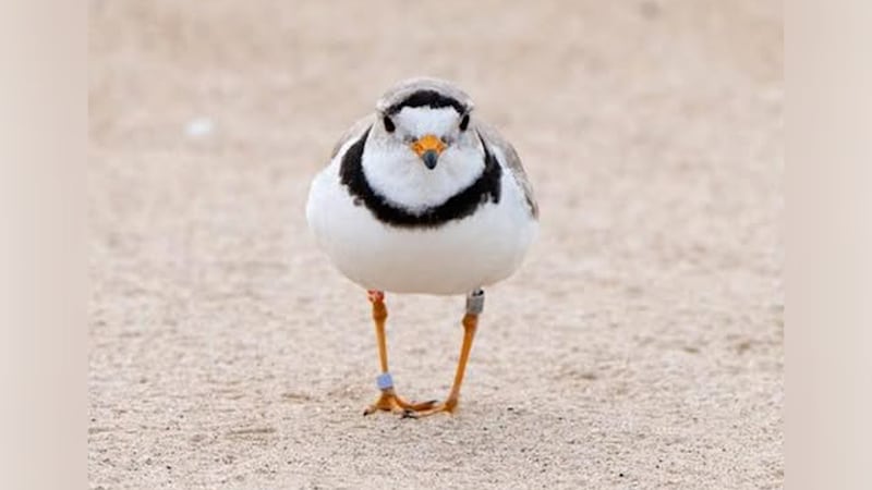 Wasaga Beach responds to beach raking error, legal action on piping plover protection
