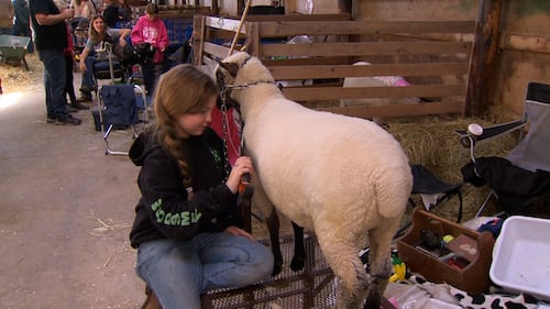 A girl brushes a sheep.