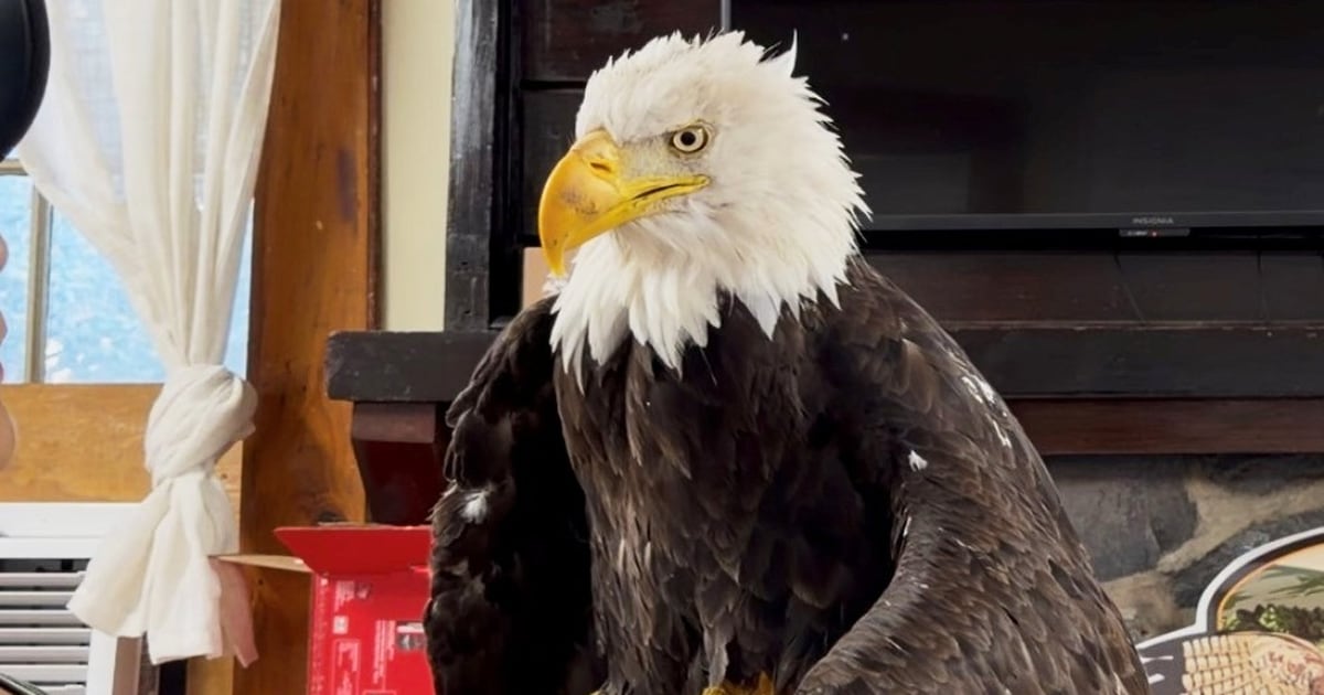 Bird flu caused the death of Jackie, a California bald eagle who captured ...