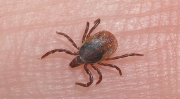 Tick season off to an ‘early and very rapid start’ in N.S.: biologist