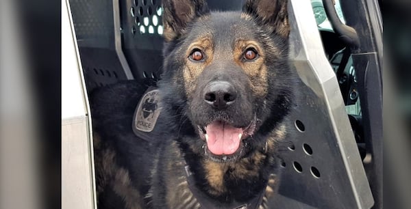Police K9 unit dog nabs suspect trying to escape during Barrie drug raid