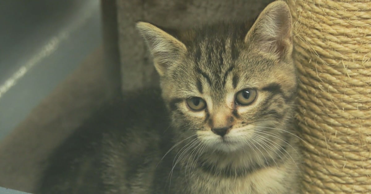 Pet food pantry seeing 100 more users a month