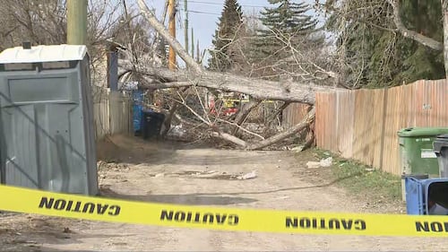 A downed tree is seen in Calgary after powerful wind gusts on Friday, April 24, 2026.