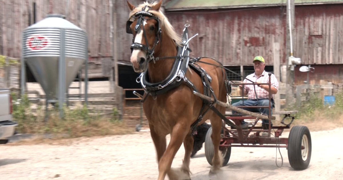 National Draft Horse Show to return to Essa