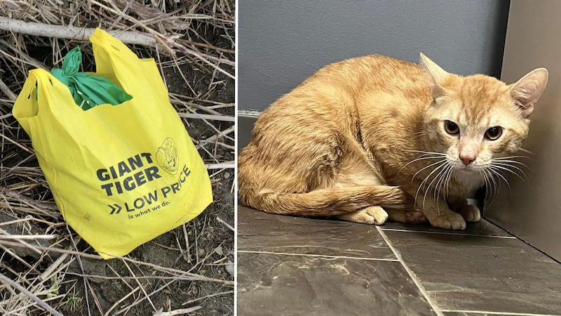 Cat found tied up inside reusable bag in Cambridge, Ont.