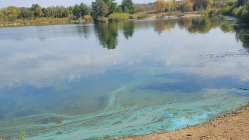 Keep away from blue-green algae, warns GRCA