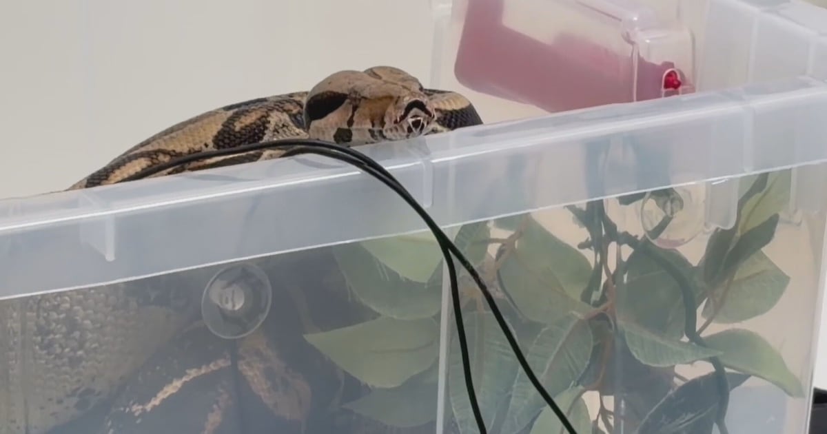 Guelph Humane Society looking for owner of 5-foot boa constrictor