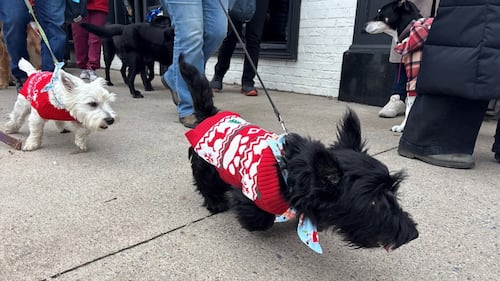 A small white dog and a small black dog are pictured wearing red sweaters.