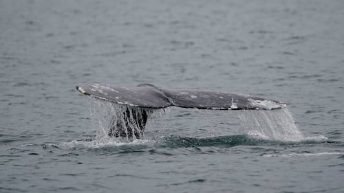 Dead grey whale found off B.C. coast brings total count this year to 10