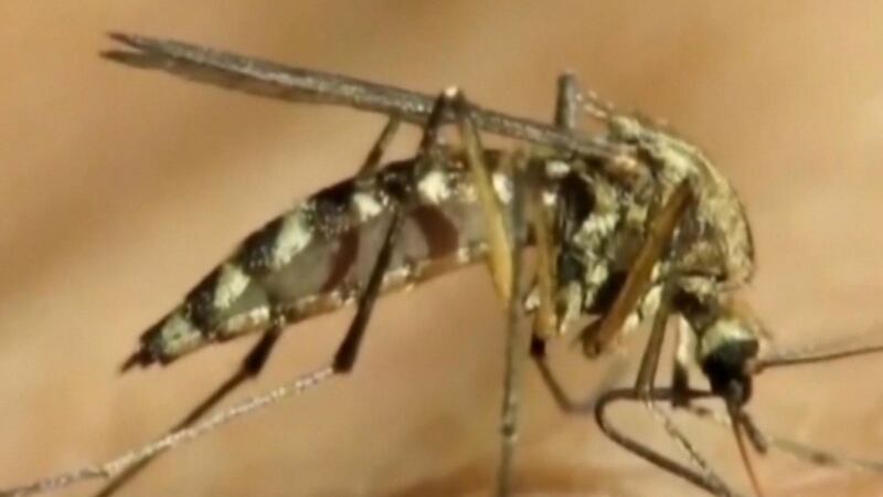 Can Humans Get West Nile Virus from Birds? Essential Facts Revealed