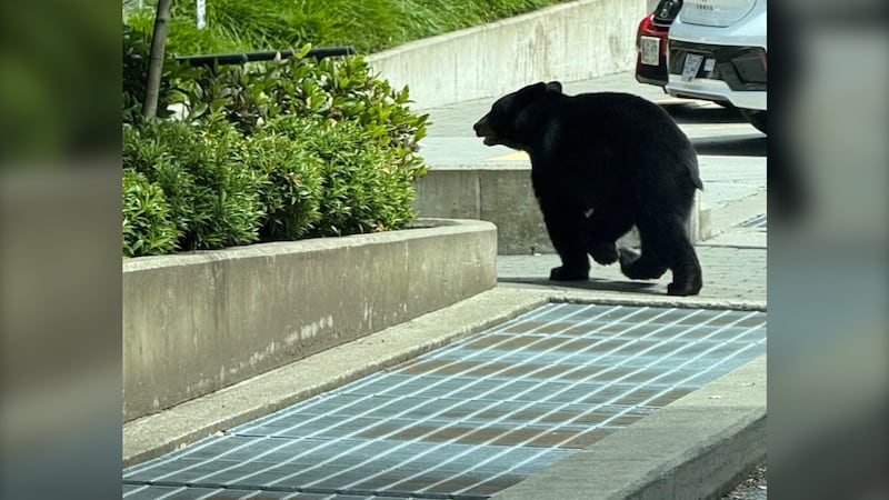 Bear cub spotted roaming East Vancouver, police say