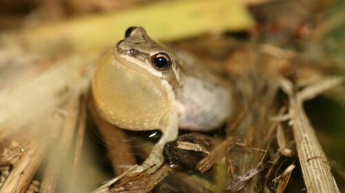 Quebec protects the habitat of the western chorus frog in Montérégie and Outaouais