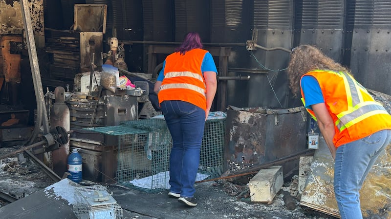‘A lot of frustration’: Why did it take so long for animal rescue groups to get into Faulder?
