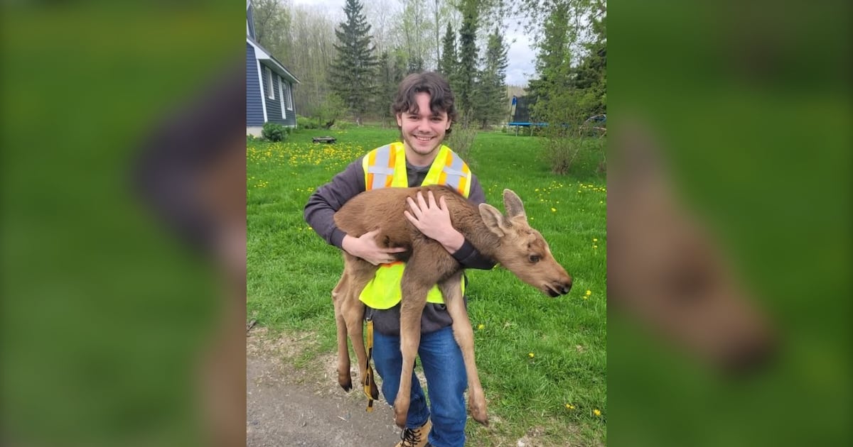 MNR student helps rescue abandoned moose calf